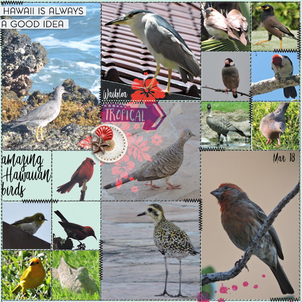 18mar_birds