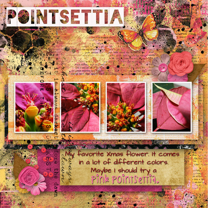 bingo-21-pointsettia-gerli