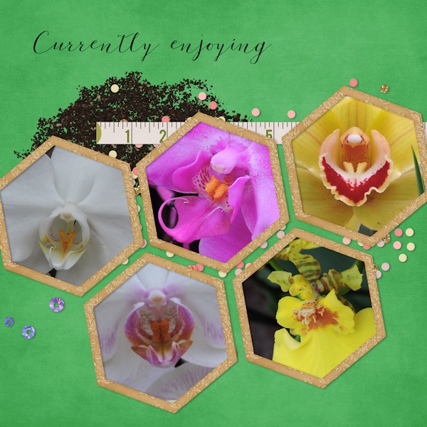 orchids_left