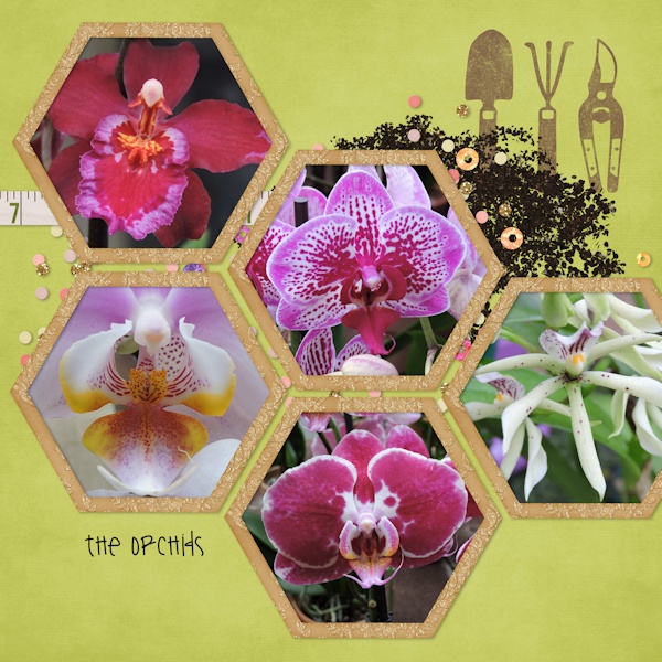 orchids_right