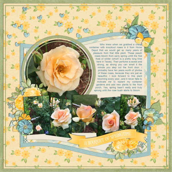 rosebush600