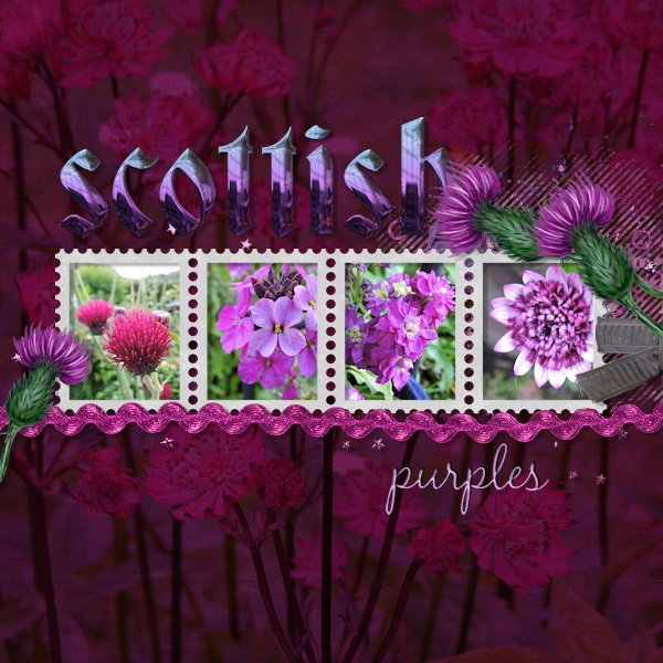 scottish_purple