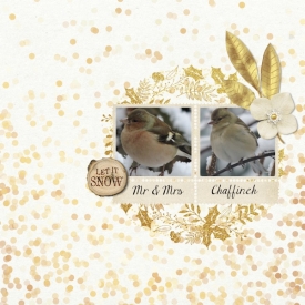 16jan_finch01.jpg