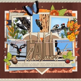 16oct_woodpecker01.jpg