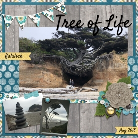 2018-08-Kalaloch-Tree-of-Life-WEB.jpg