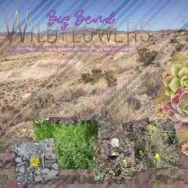 Big-Bend-Wildflowers.jpg