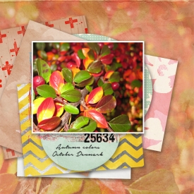 Bingo-oct-leaves-ib-gerli.jpg