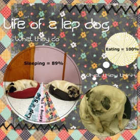 lapdog.jpg