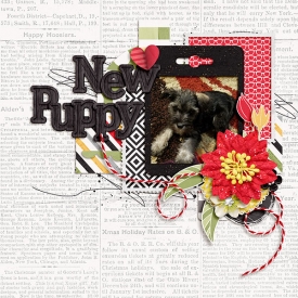 web_new-puppy.jpg