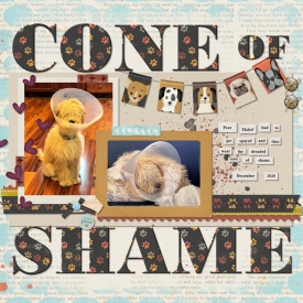 Cone_of_Shame_web.jpg