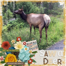 Saw_a_Deer_August_2015_SSD.jpg