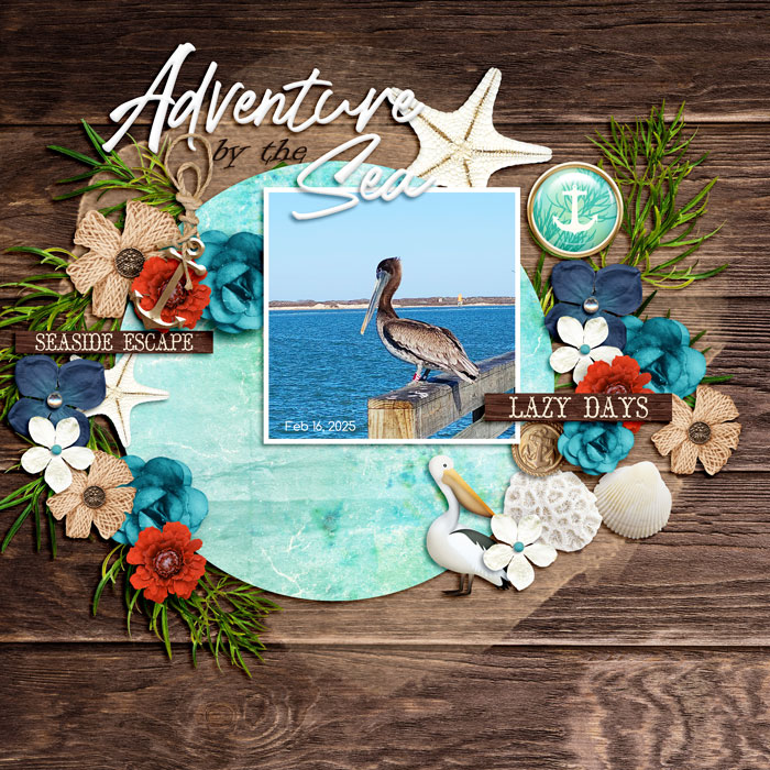 Pelican021625web