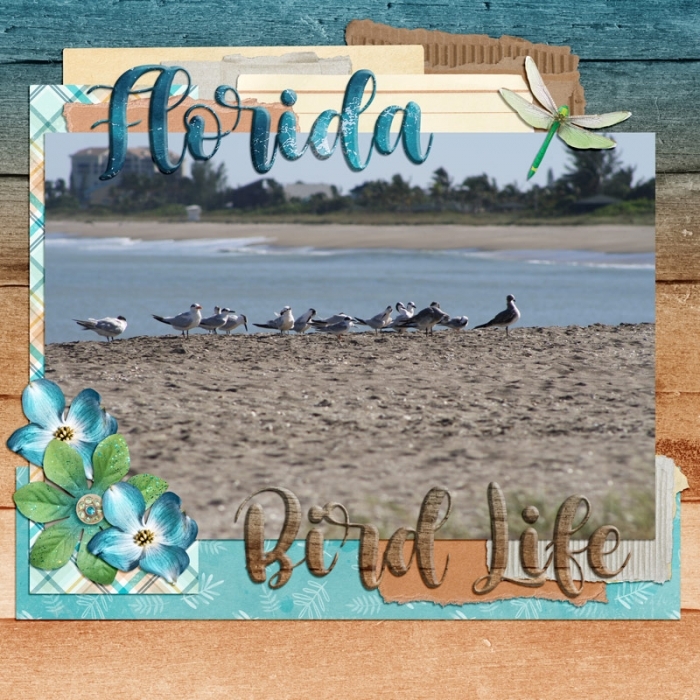 Florida Bird Life