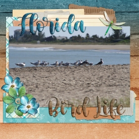 BeachBirds800.jpg