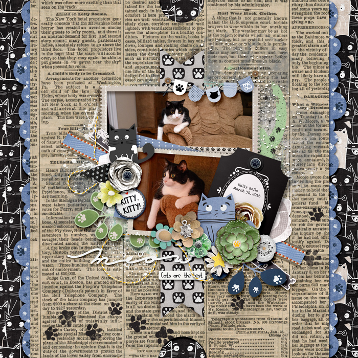 2015-03-30_Meow_HollyBelle_WEB