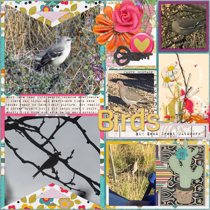 Birds_March_2017_SSD