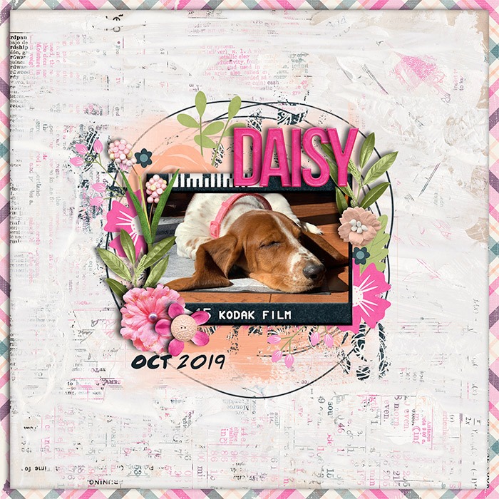 DAISY_WEB