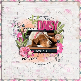 DAISY_WEB.jpg