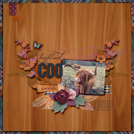 highland-coo-1001rr.jpg