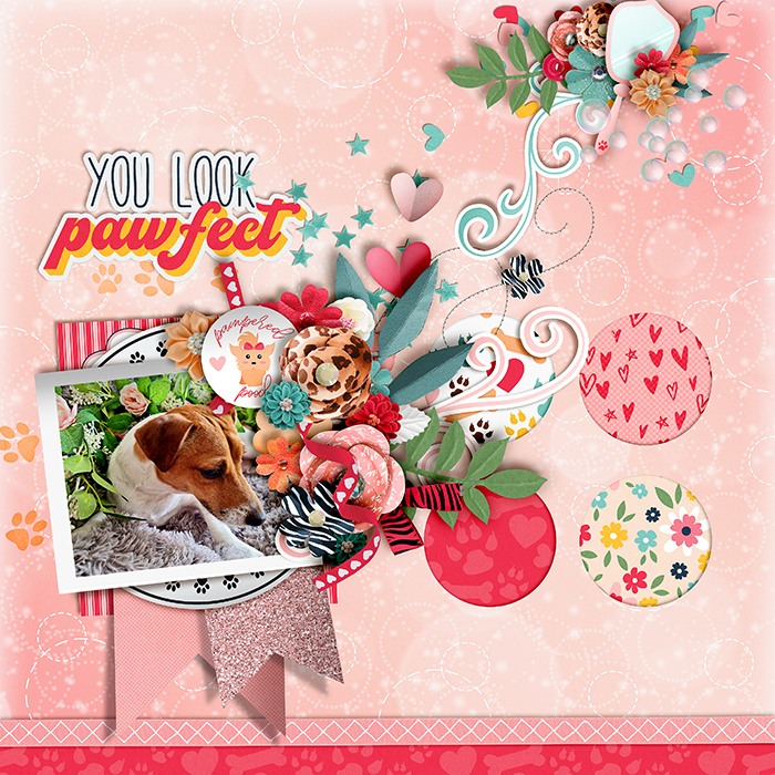 Pawfect-700-493
