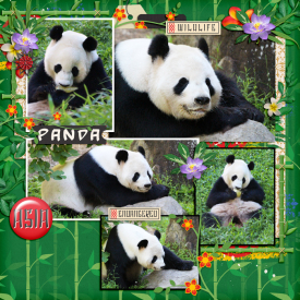 Panda-700DT-Adventure1-temp1.jpg