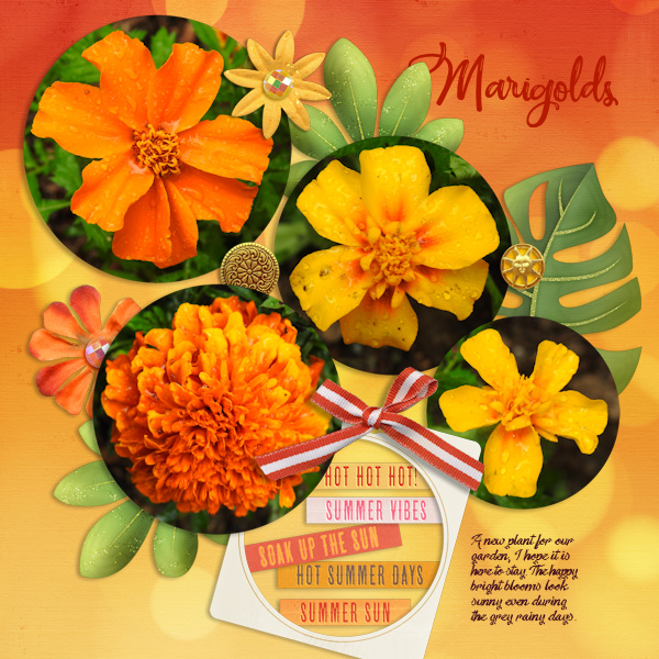 200701_marigold