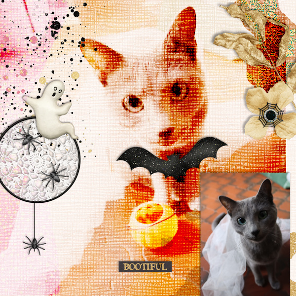 211025_cat_bootiful