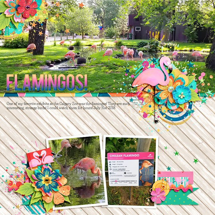 Flamingos_copy