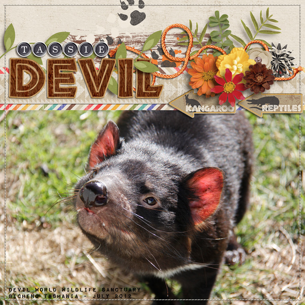 Tassie-Devil-web