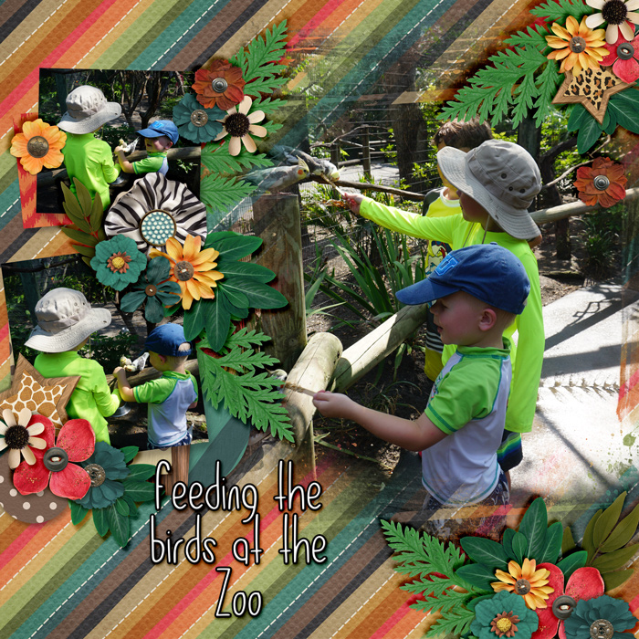 dh-bird-feeding
