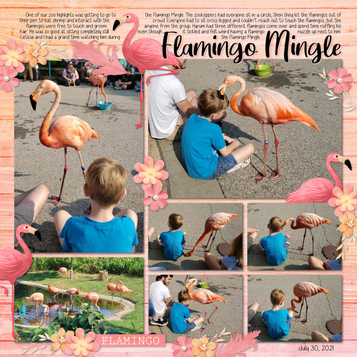 Flamingo