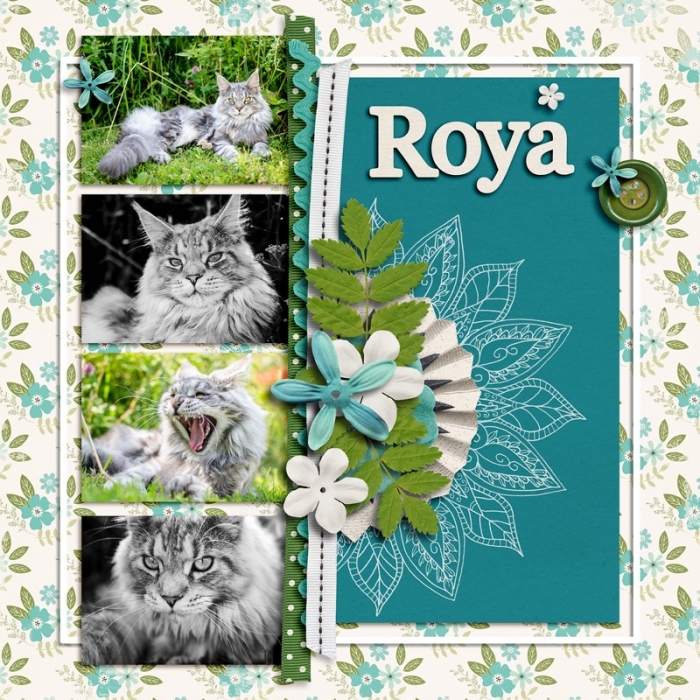 Roya