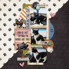 700x700_2020_April_quarantine-cat.jpg