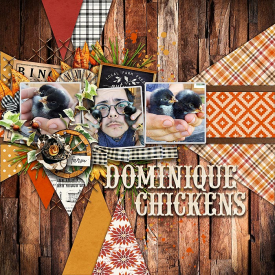 DominiqueChickens.jpg