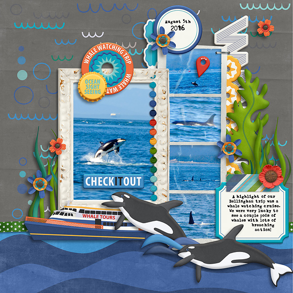 20160805-killer-whale