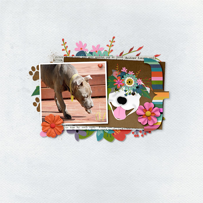 HippyDogDogsLifeToo