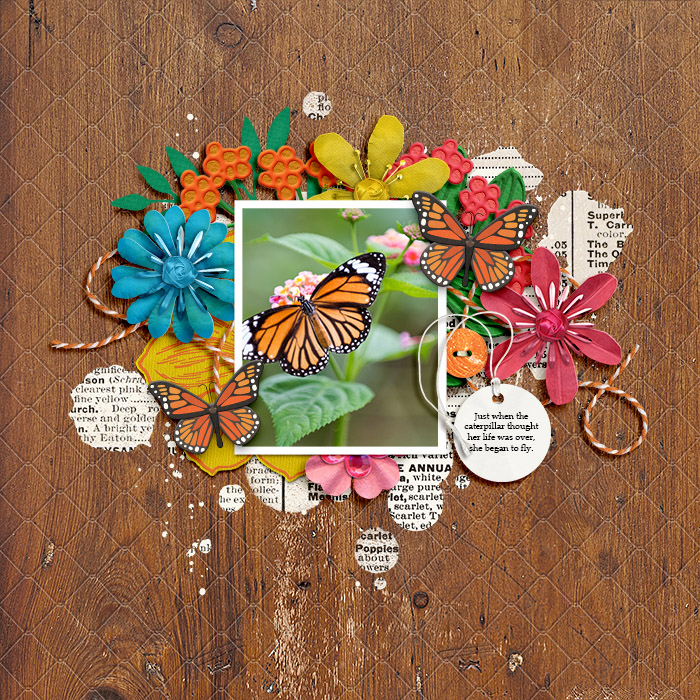 cmg-butterfly-season