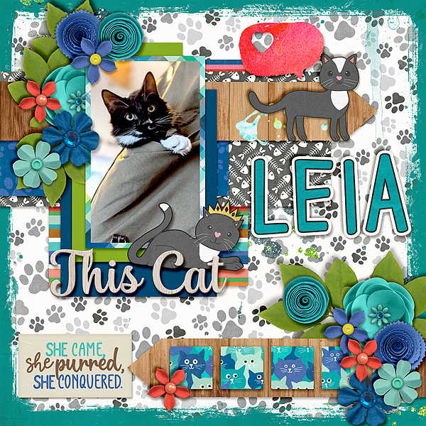 leia-baby-this-cat