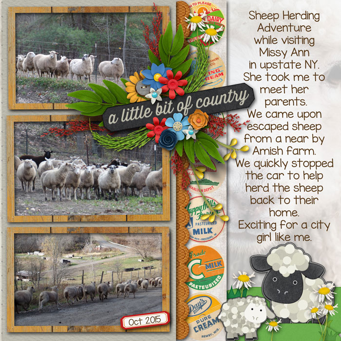 sheep-herding-oct-2015