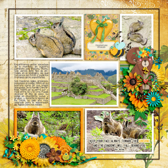 sunflowercmg1-700