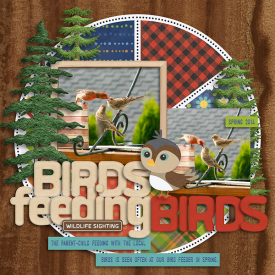20140523-birds-feeding-birds.jpg
