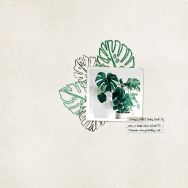 monstera.jpg