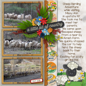 sheep-herding-oct-2015.jpg