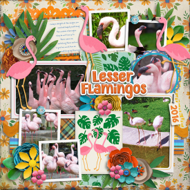 tracey-lesser--flamingos.jpg