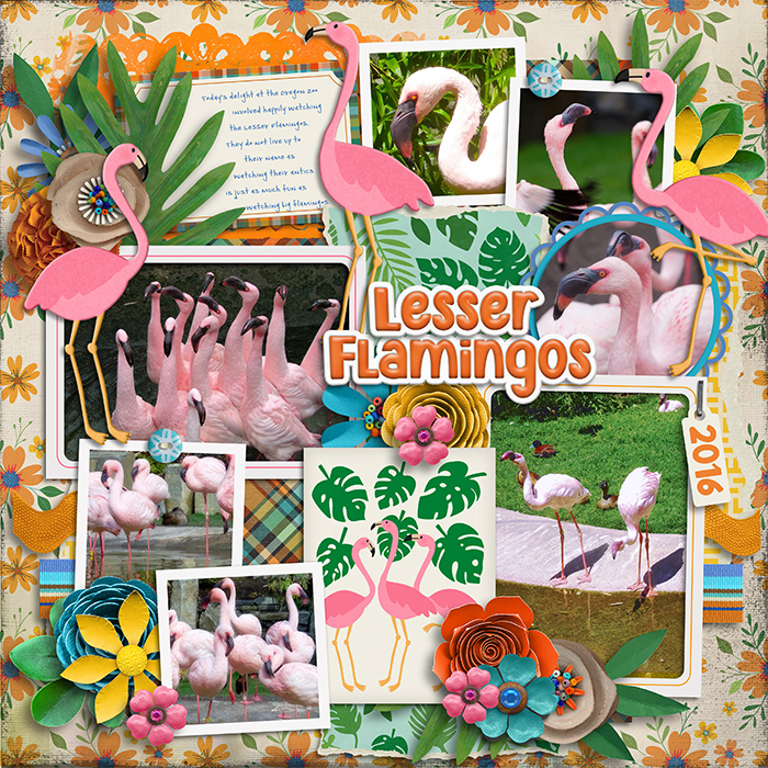 tracey-lesser--flamingos