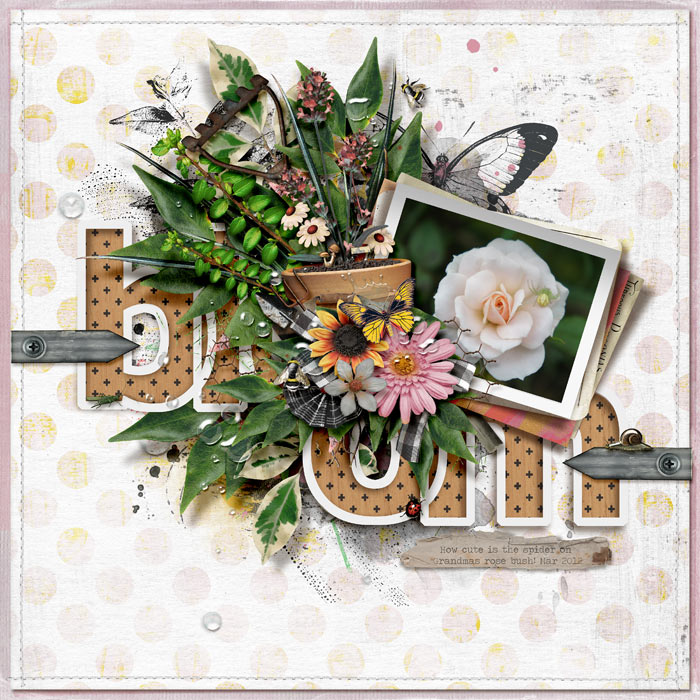 2012_-Bloom