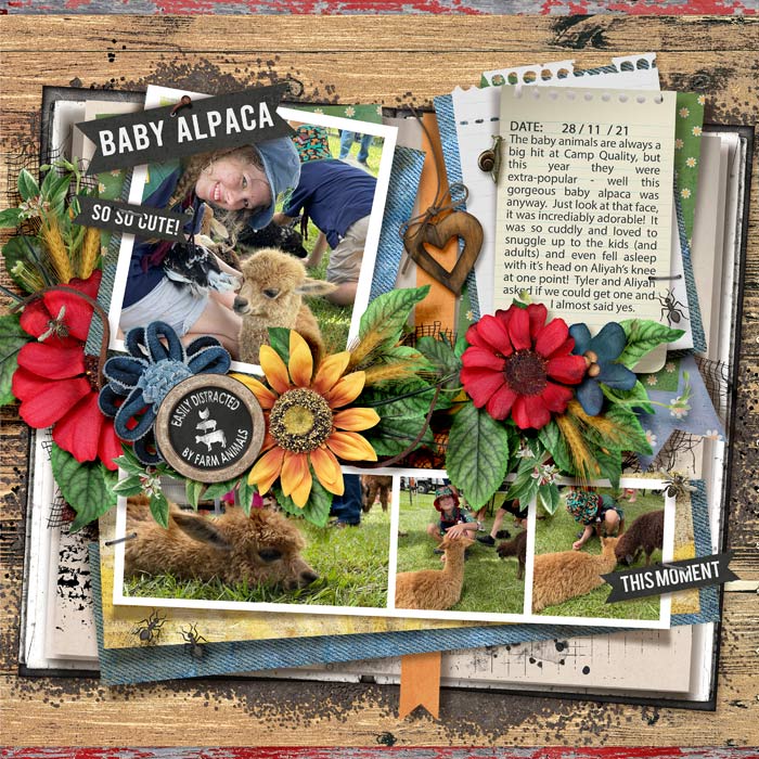 2021_11_28_Baby-Alpaca