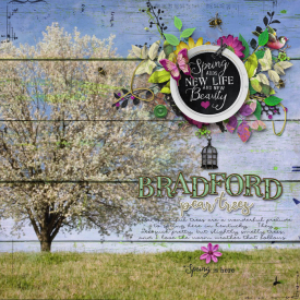 BradfordPearTrees_Spring2022_700.jpg