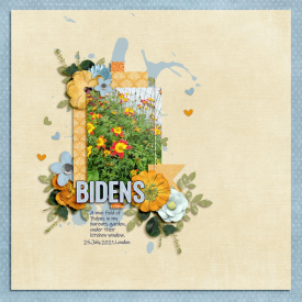 Aug29_SSD_Shadowbox_FlowerGarden-Bidens.jpg