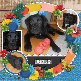 puppyPlay2013-web-700.jpg